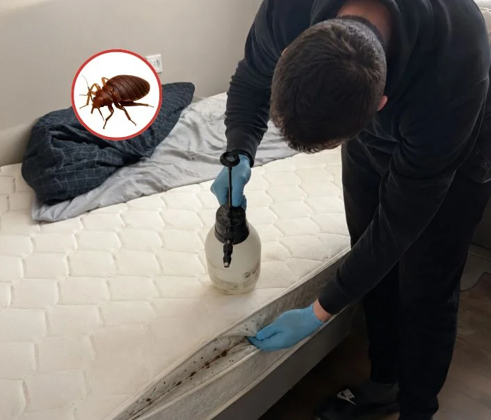 Technicien traitant un matelas contre les punaises de lit à Jouy-sur-Morin